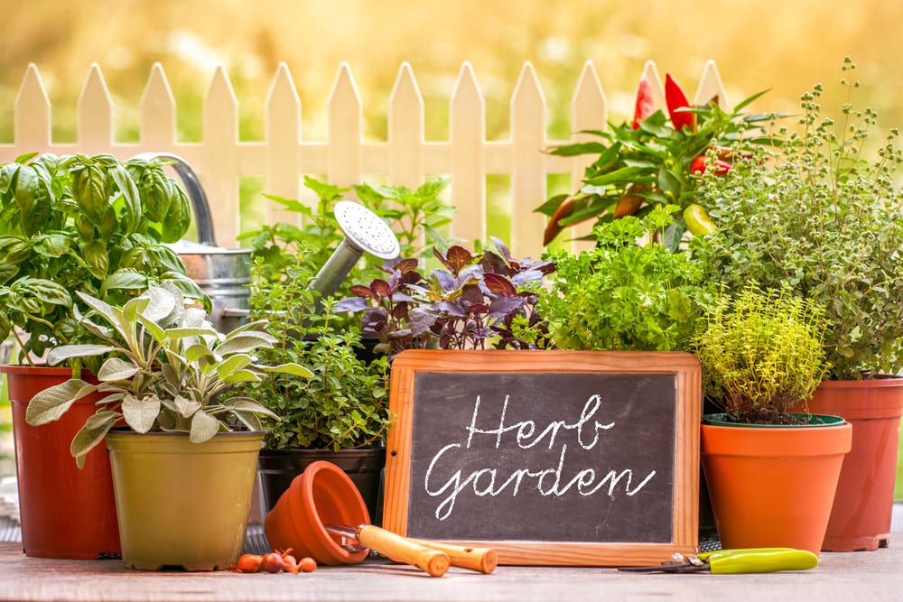 potted-herb-garden-with-a-chalkboard-sign-in-front