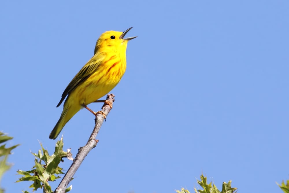 yellow-warbler-singing-on-branch-blue-sky